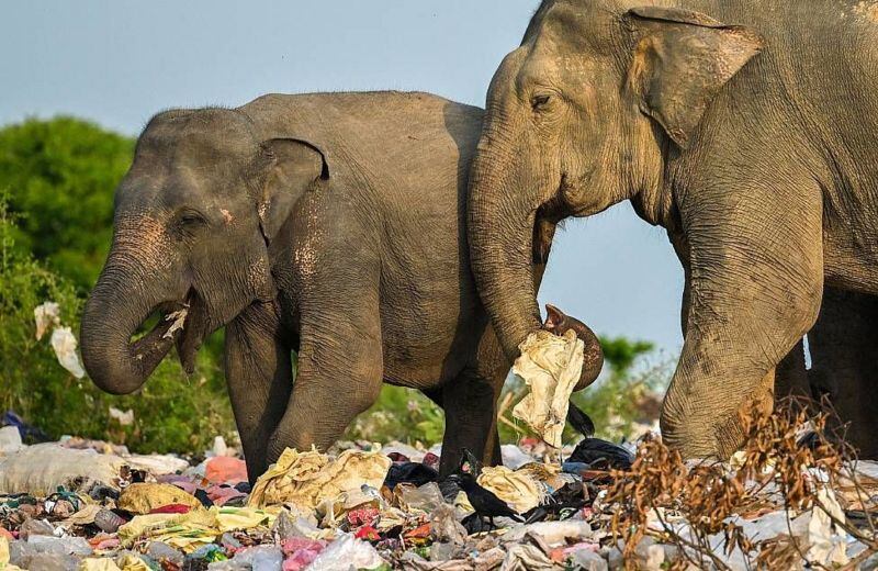 ISHARA S. KODIKARA/AFP VIA GETTY